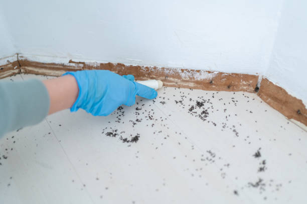 Best Termite Control Services  in Hanover, PA